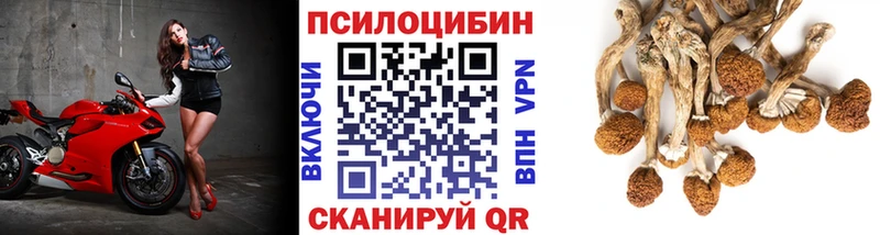 Псилоцибиновые грибы GOLDEN TEACHER  продажа наркотиков  kraken ONION  Гусев 